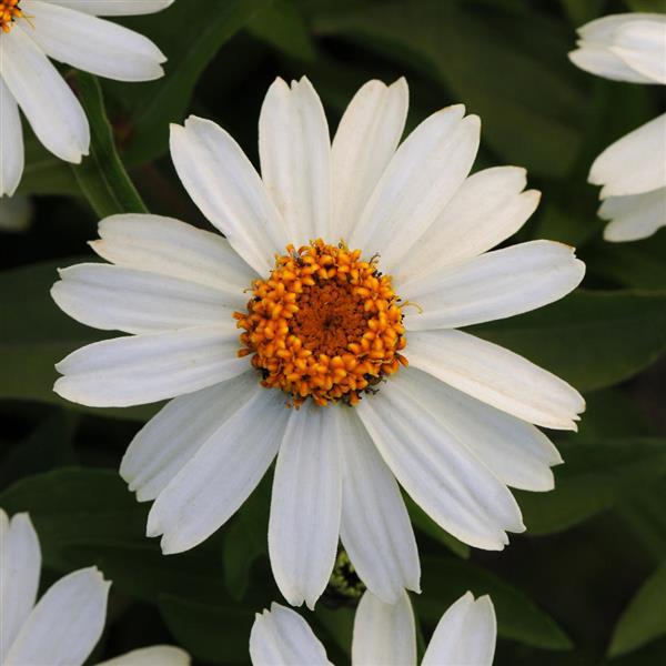 Zinnia Zahara White (156)